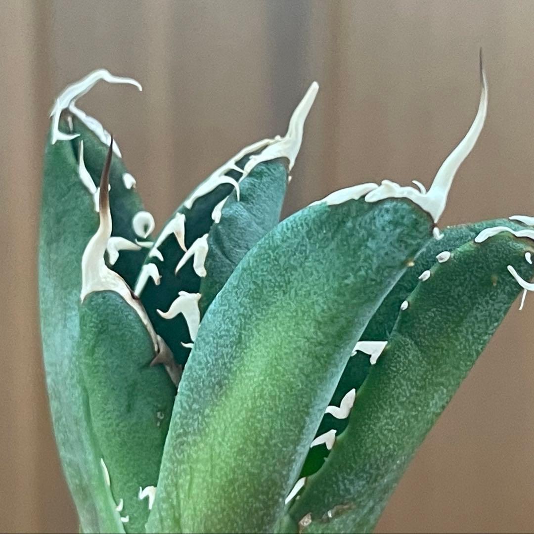 【REZA産】イラン株　長棘　アガベ　　NOVA ノヴァ　12月便