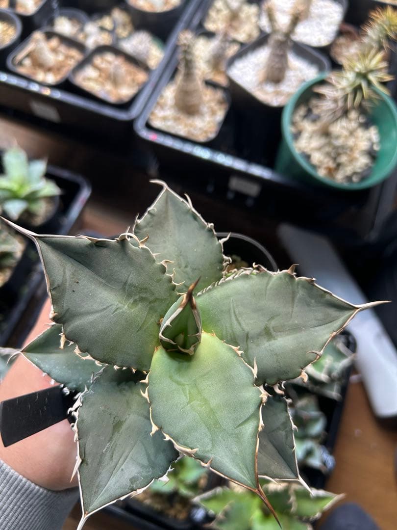 アガベ　チタノタ　多肉小〜中株　まとめ15株売り　抜き苗