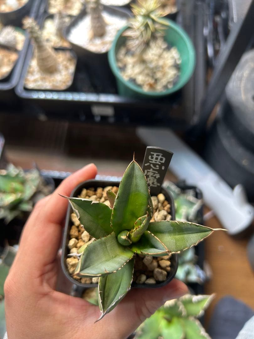 アガベ　チタノタ　多肉小〜中株　まとめ15株売り　抜き苗