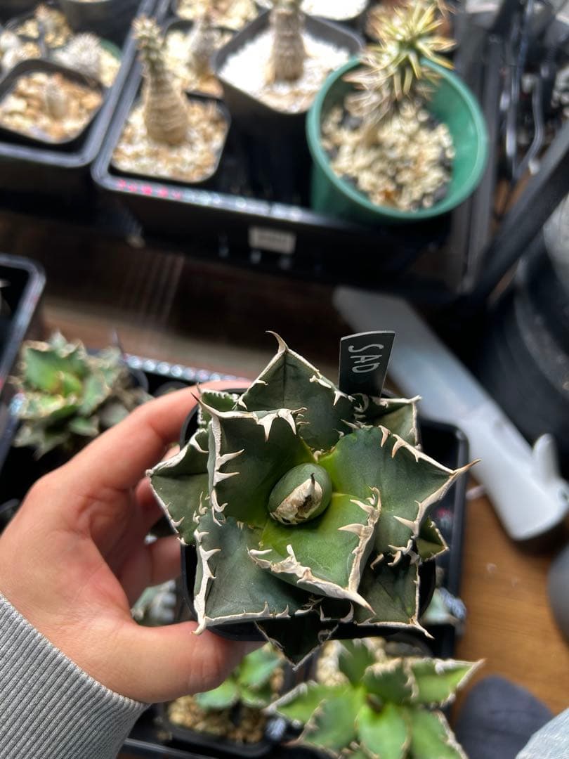 アガベ　チタノタ　多肉小〜中株　まとめ15株売り　抜き苗