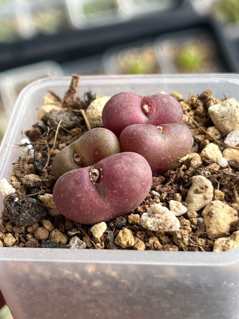 コノフィツムroodiae sanguineum Garies脱皮後7頭になる