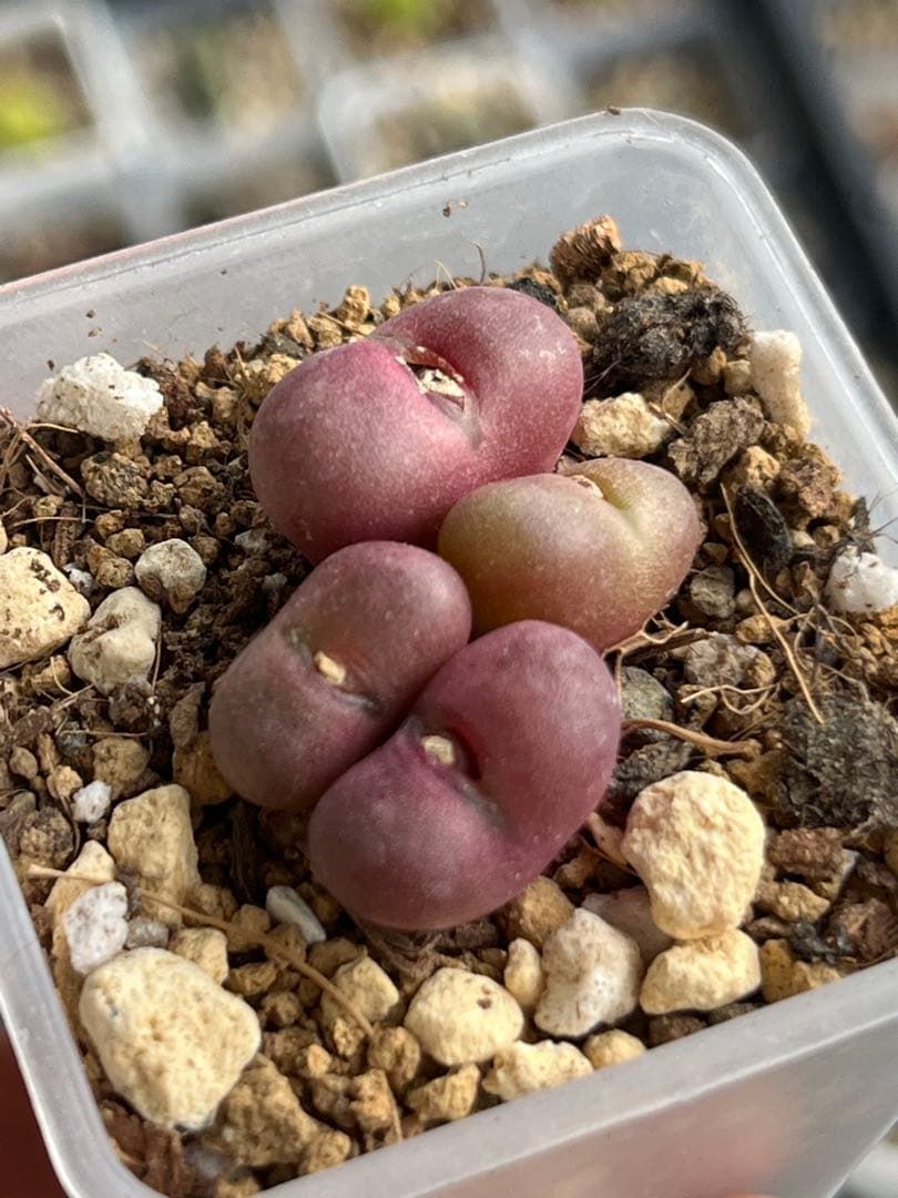 コノフィツムroodiae sanguineum Garies脱皮後7頭になる
