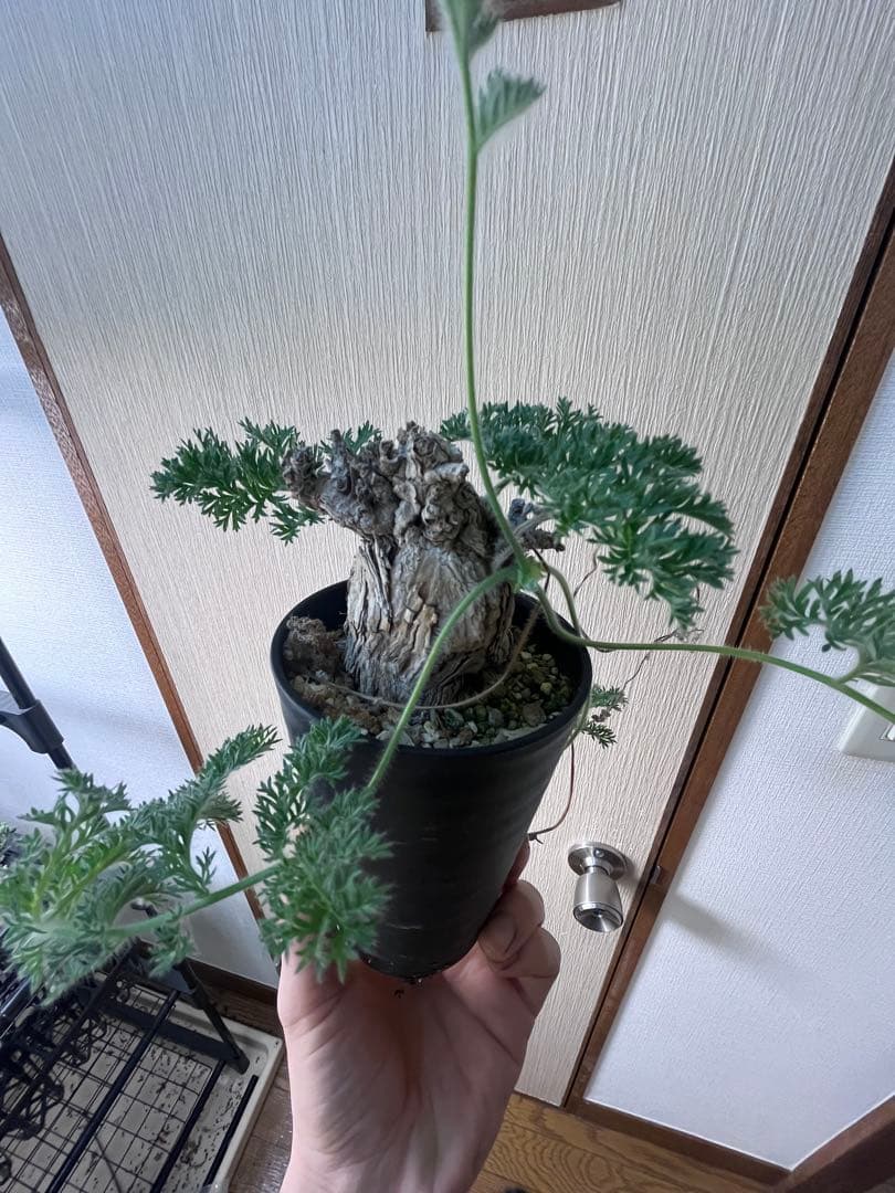 【現地株国内管理5年】冬型　ペラルゴニウム トリステ　発根済み　大株