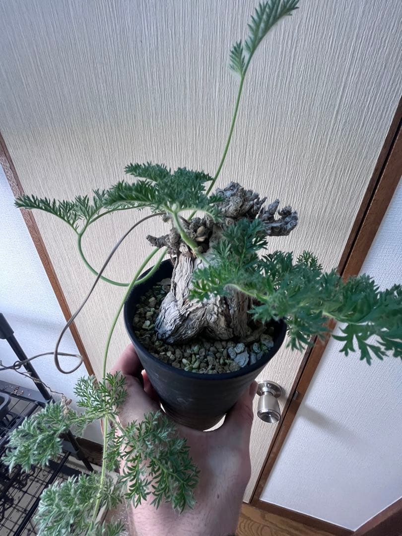 【現地株国内管理5年】冬型　ペラルゴニウム トリステ　発根済み　大株