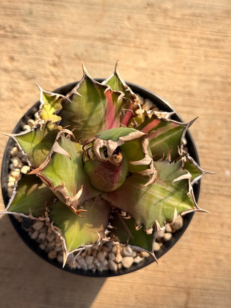 レッドキャットウィーズル 斑入り｜ピンク差し斑｜3.5寸鉢｜希少　斑入りRCW