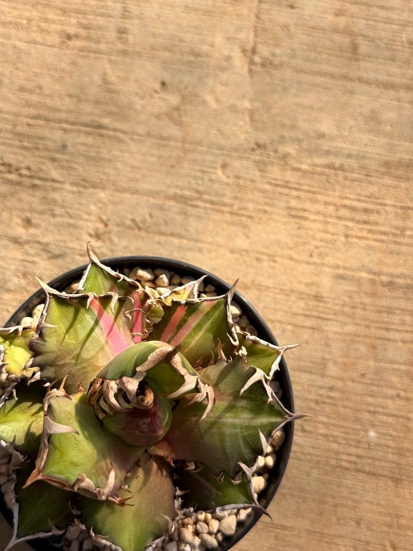 レッドキャットウィーズル 斑入り｜ピンク差し斑｜3.5寸鉢｜希少　斑入りRCW