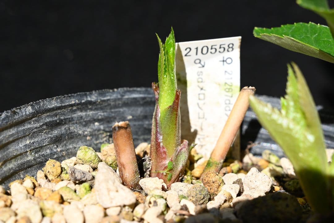 クリスマスローズ　1級品！！認定メロンゴールド　加藤農園