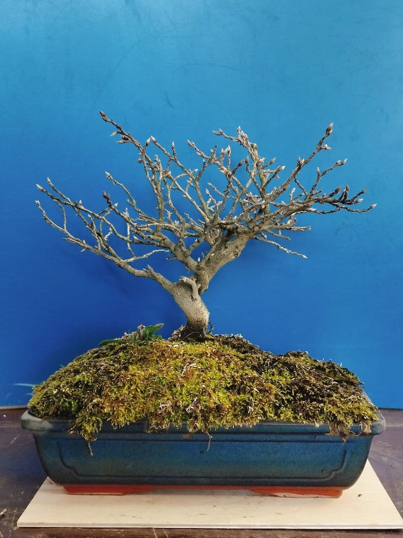 ✿Thaosiuu✿ 老爺柿 雌木 ロウヤガキ 盆栽 小葉性 (P)(Q)