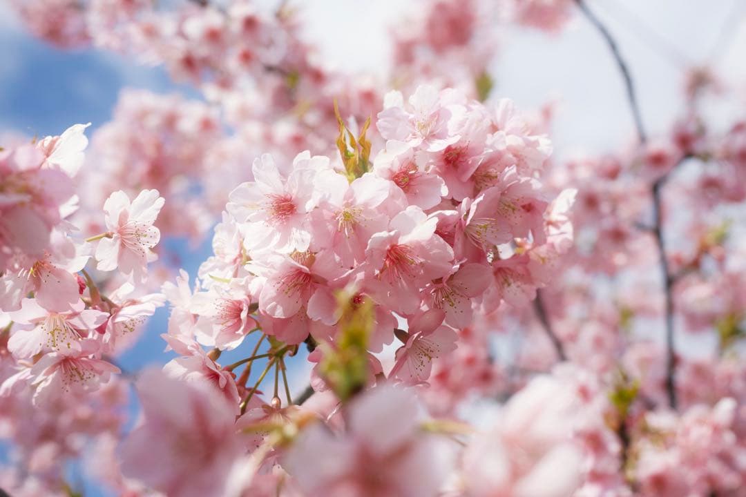 【作例あり】VILTROX AF 35mm F1.7 Z Nikon