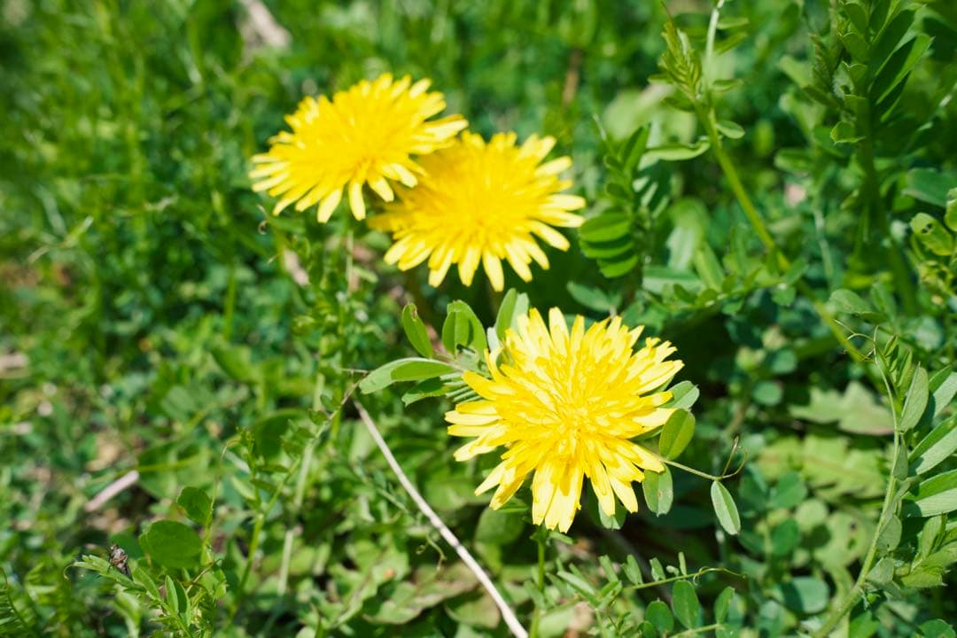 【作例あり】VILTROX AF 35mm F1.7 Z Nikon