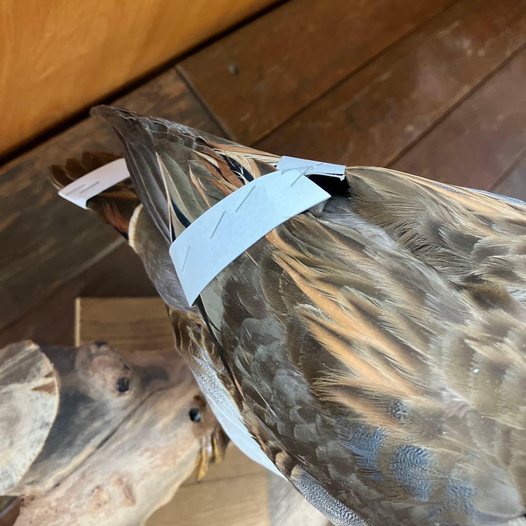 トモエガモ　剥製　カモ