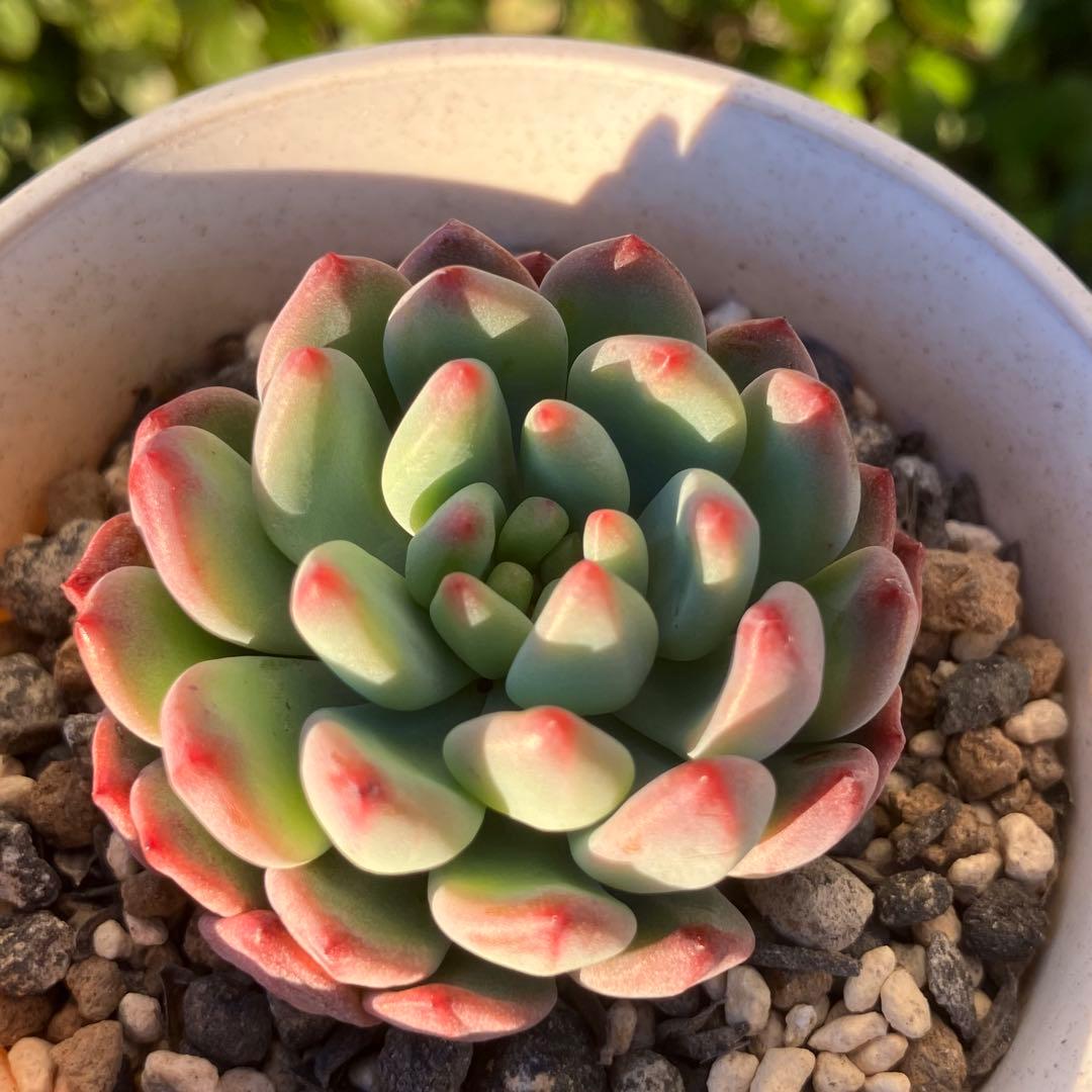 ブルーエルフ【カット】多肉植物