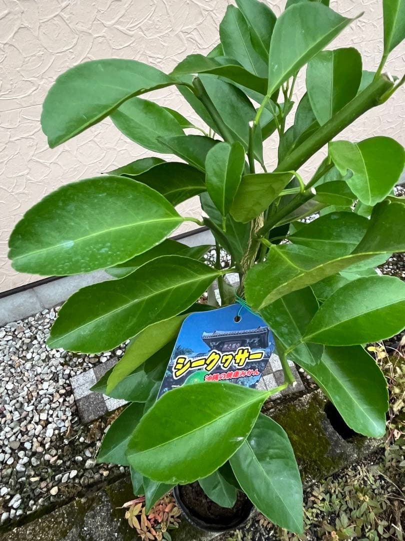 シークヮーサー(ヒラミレモン)大苗 接ぎ木苗木 2年