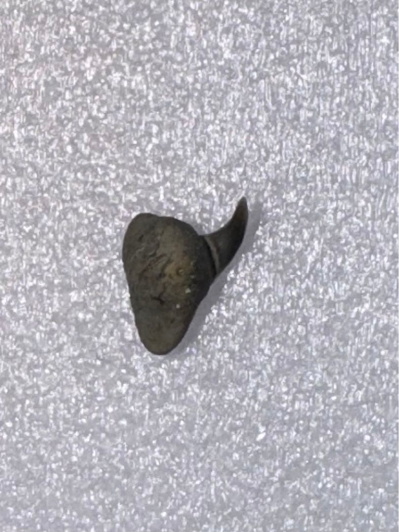 沖縄で拾ったサメ類の歯の化石（メガマウス）。