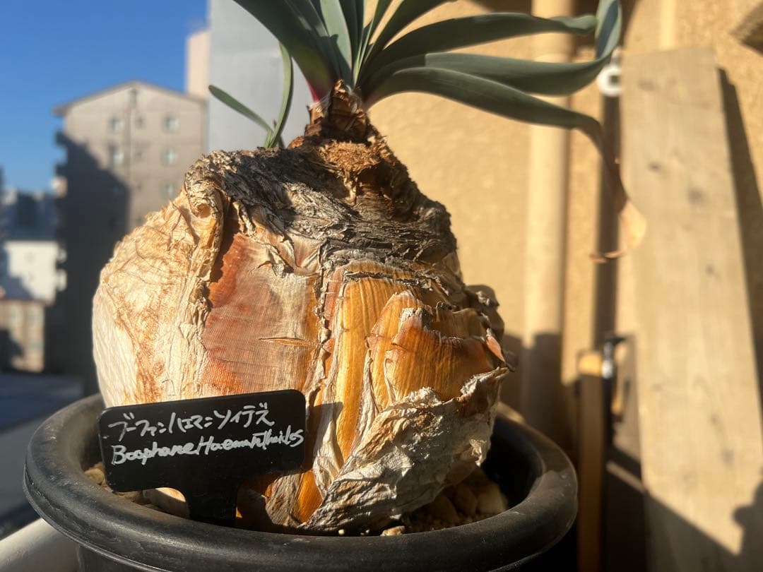 Boophane/mathis 塊根植物