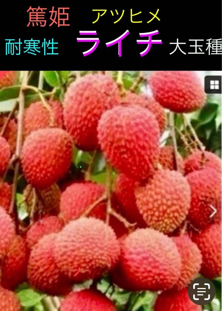 耐寒性ライチ ❸篤姫　アツヒメ