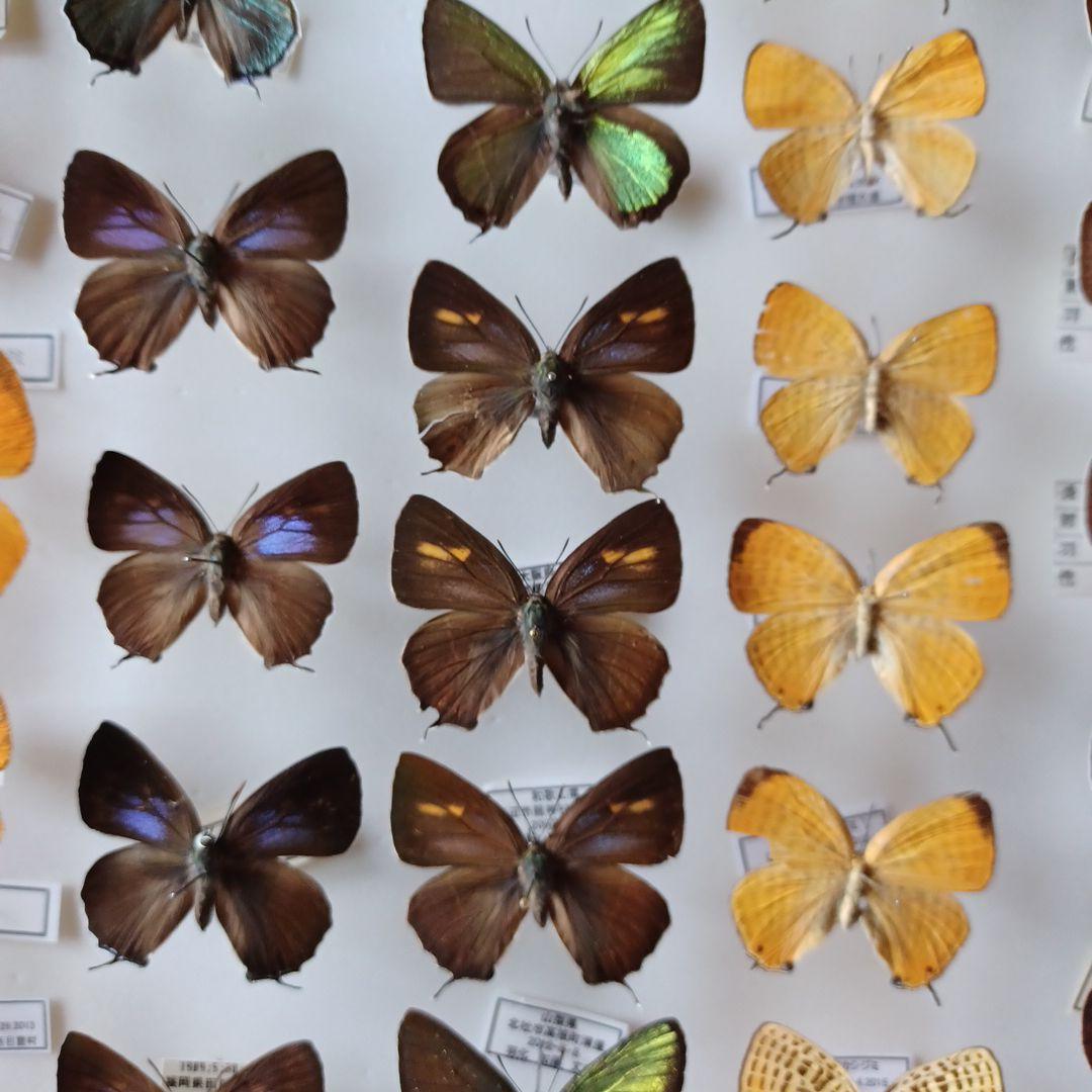 蝶標本　日本ゼフィルス選　20種99頭