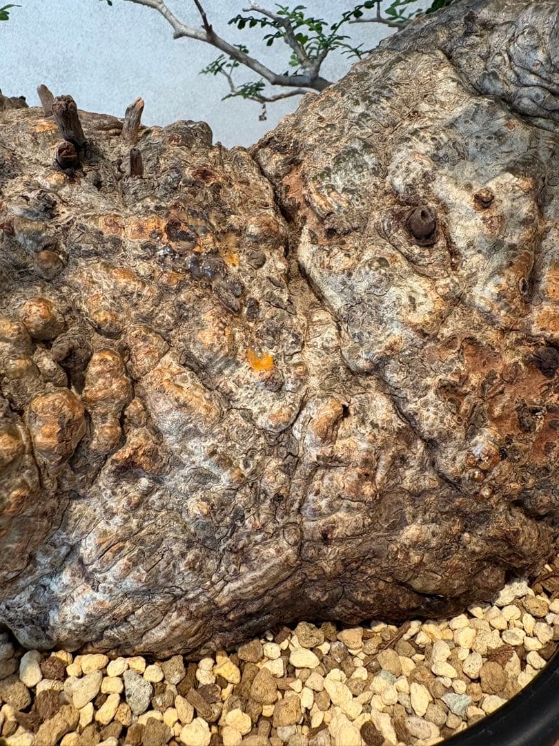 【パキプー】オペルクリカリア　パキプス　発根済み　みやび鉢