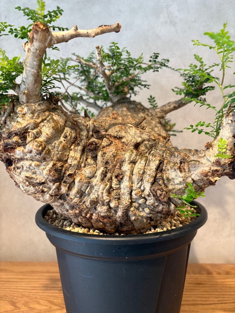 【パキプー】オペルクリカリア　パキプス　発根済み　みやび鉢