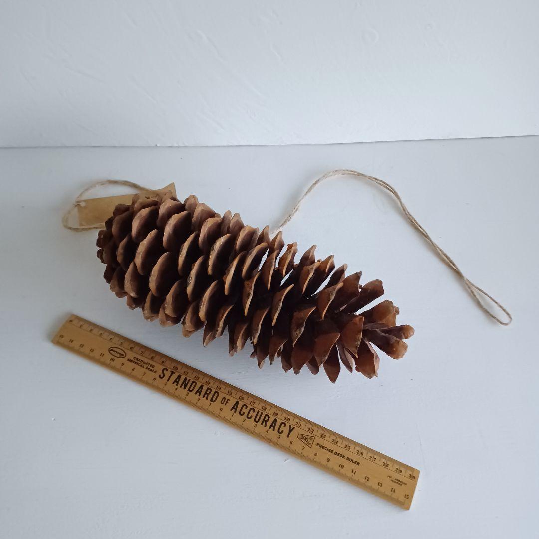【魔女の棲む森～Pinus lambertiana～】ドライフラワー 松ぼっくり