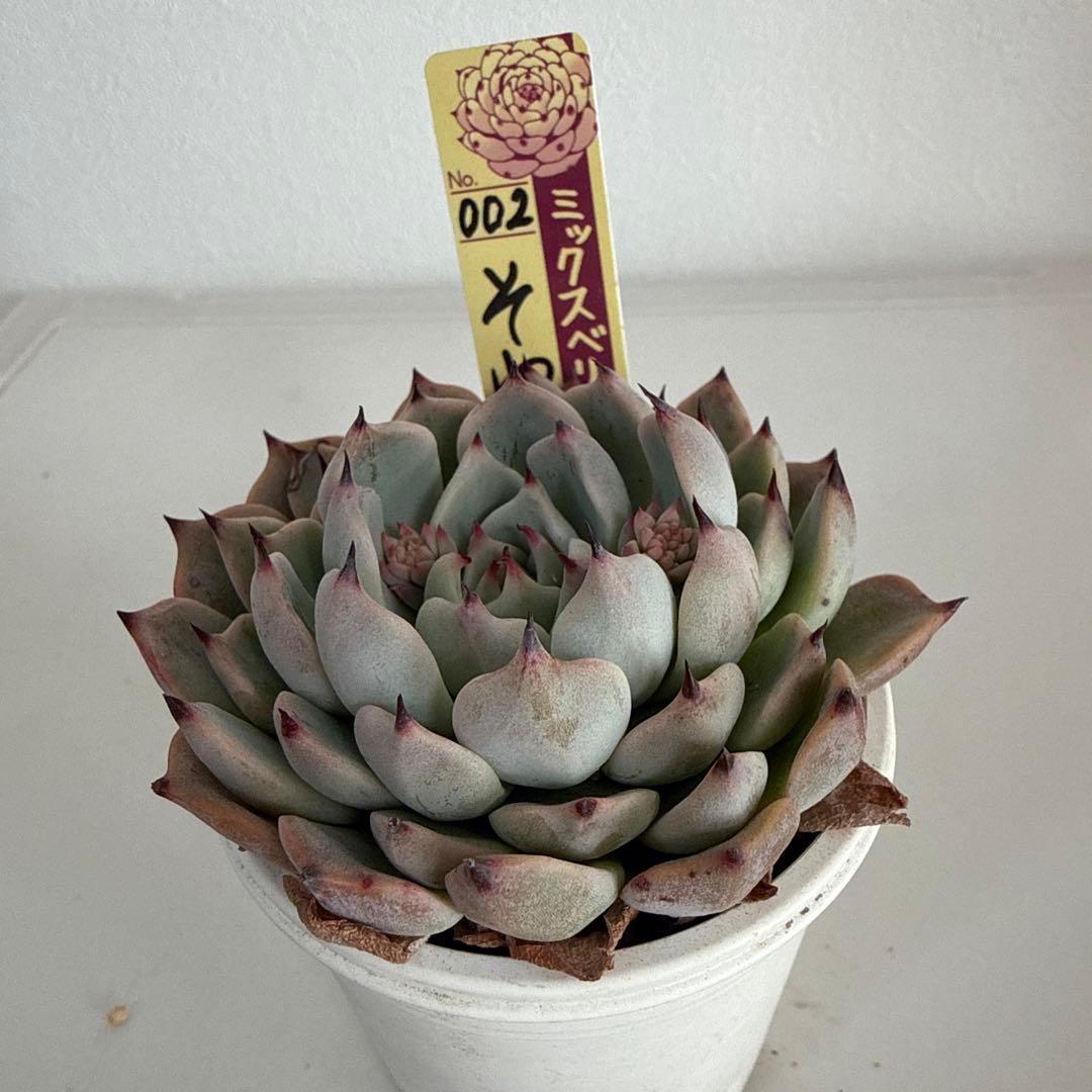 ミックスベリア　おらいさん苗　そわそわ　札付き　鉢ごと