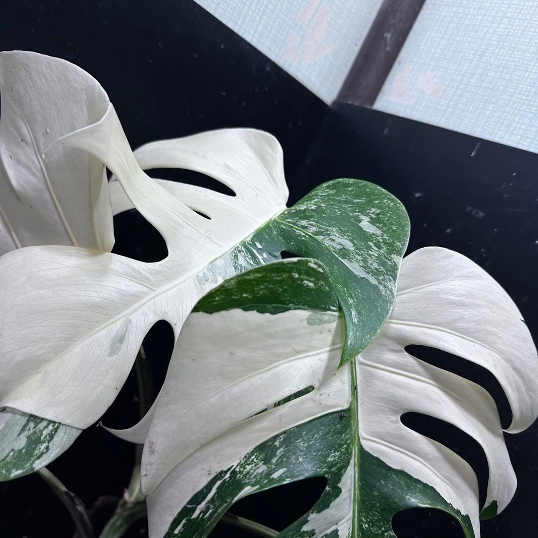 ひ*★様 斑入りモンステラ ホワイトタイガー極美大株52cm白斑多