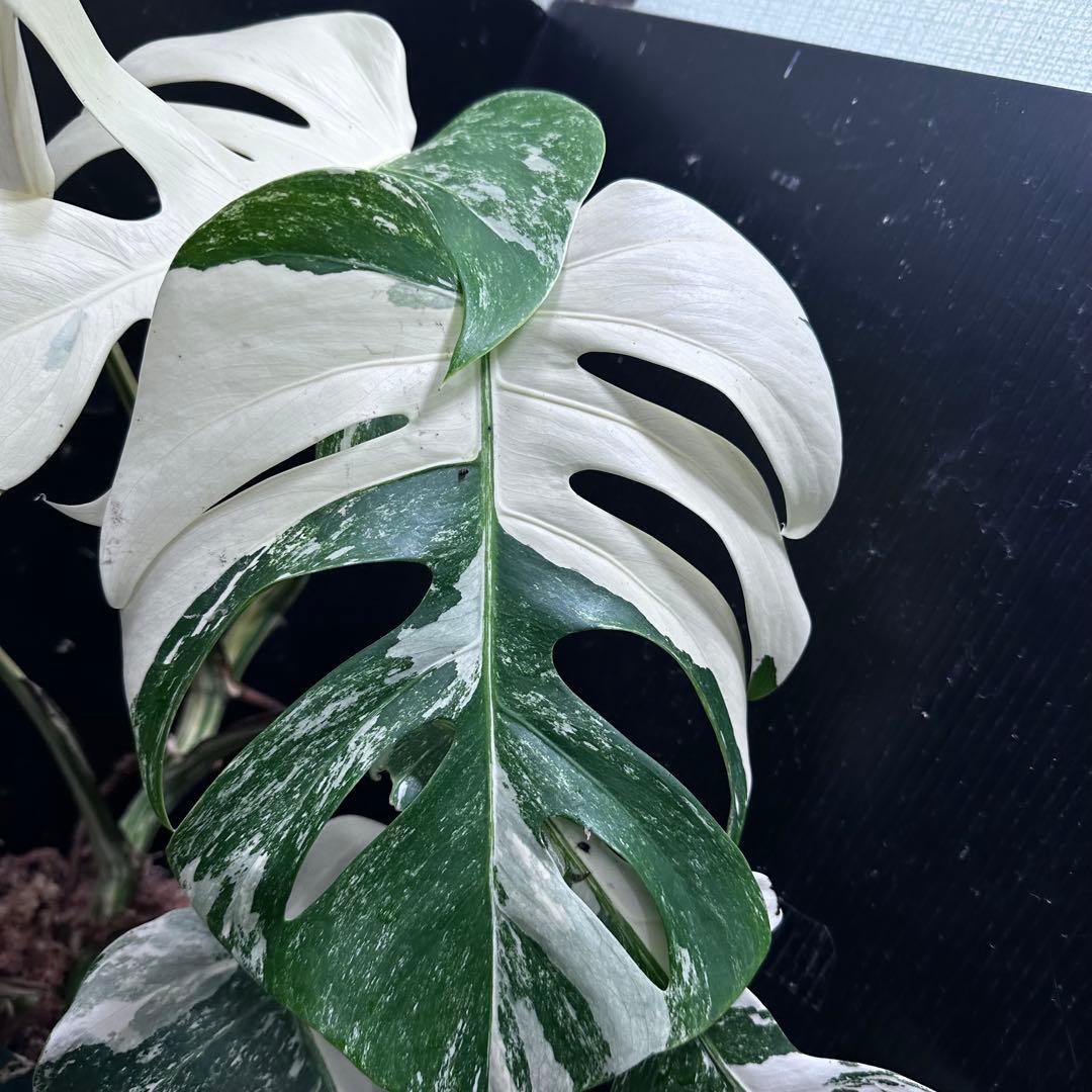 ひ*★様 斑入りモンステラ ホワイトタイガー極美大株52cm白斑多