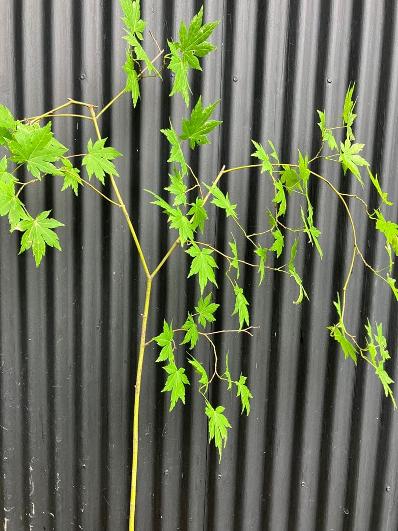 hiroooです！ 山採り　ヤマモミジ　ウワミズザクラ　混合株