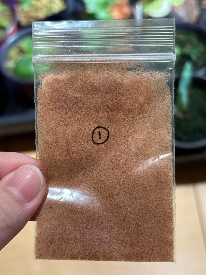 P. willinckii Omega オメガ OC 胞子 数分岐 #4