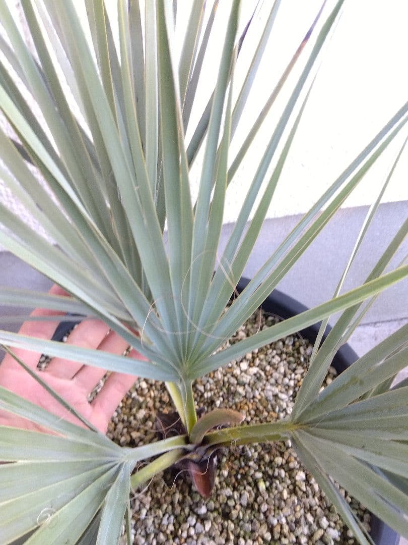 ナンノロプス　アラビカシルバー　15号鉢つき　大株❗