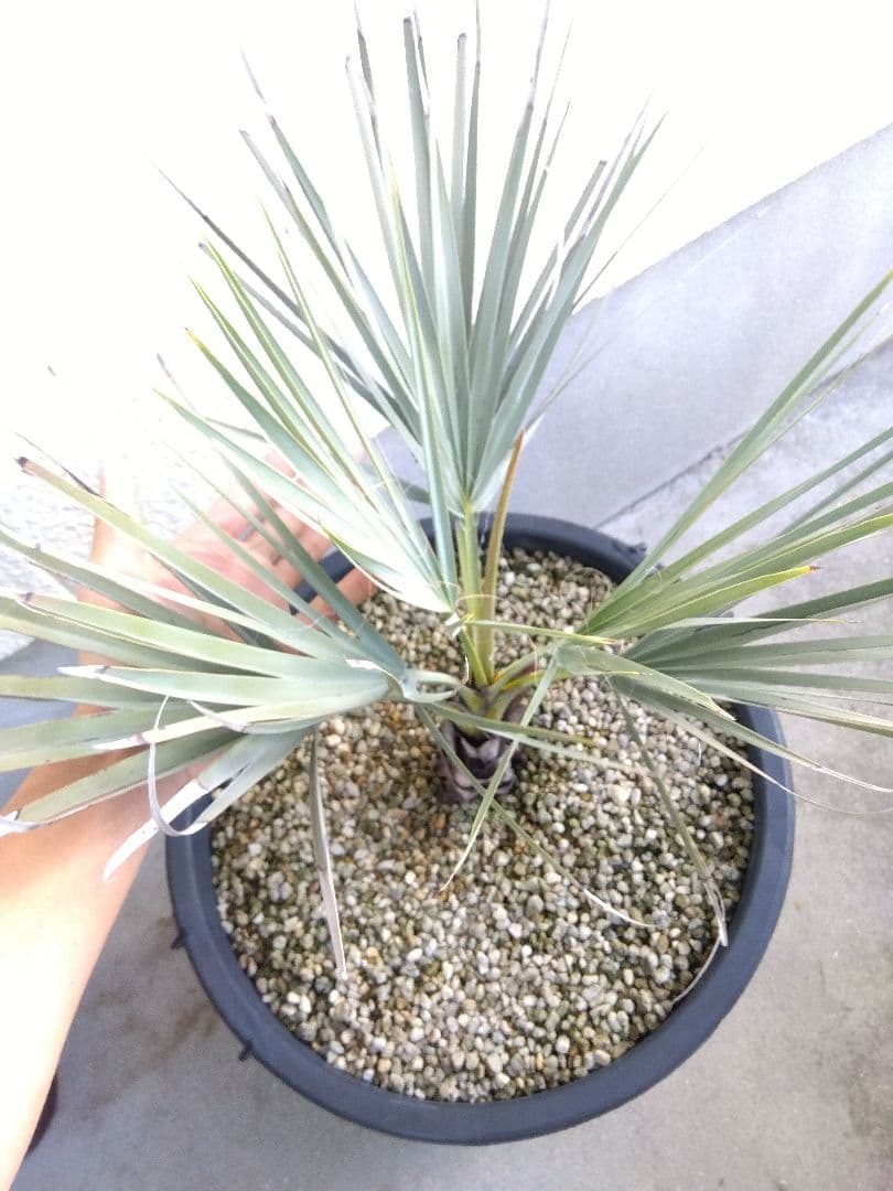 ナンノロプス　アラビカシルバー　15号鉢つき　大株❗