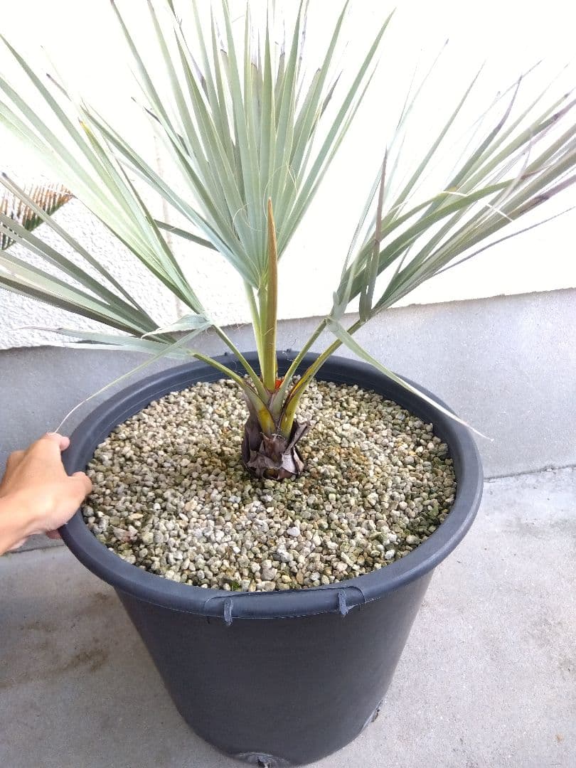 ナンノロプス　アラビカシルバー　15号鉢つき　大株❗