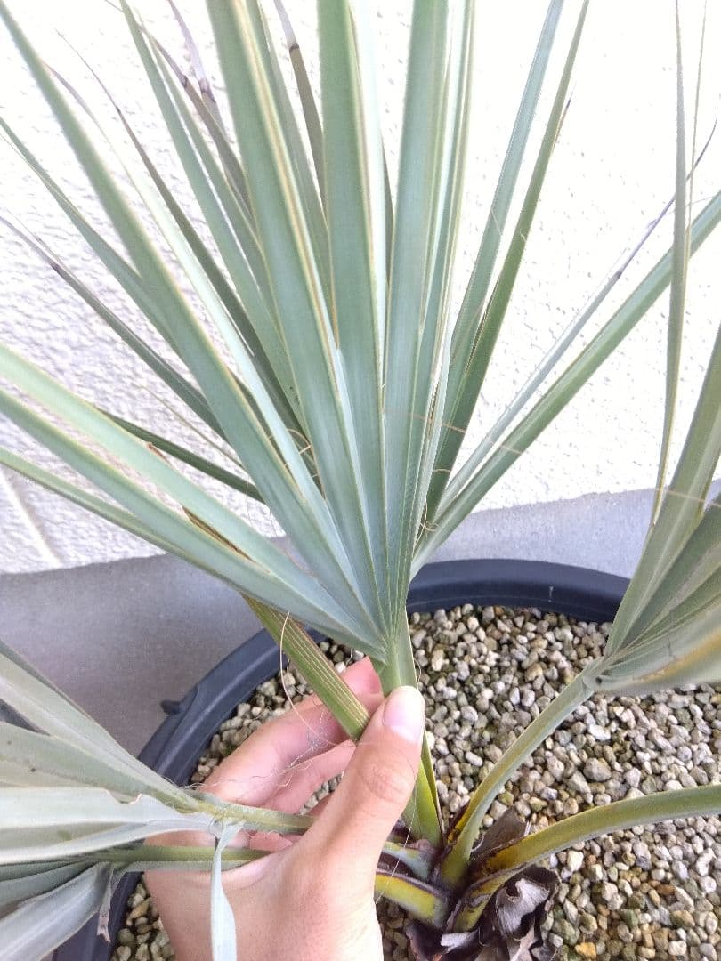 ナンノロプス　アラビカシルバー　15号鉢つき　大株❗