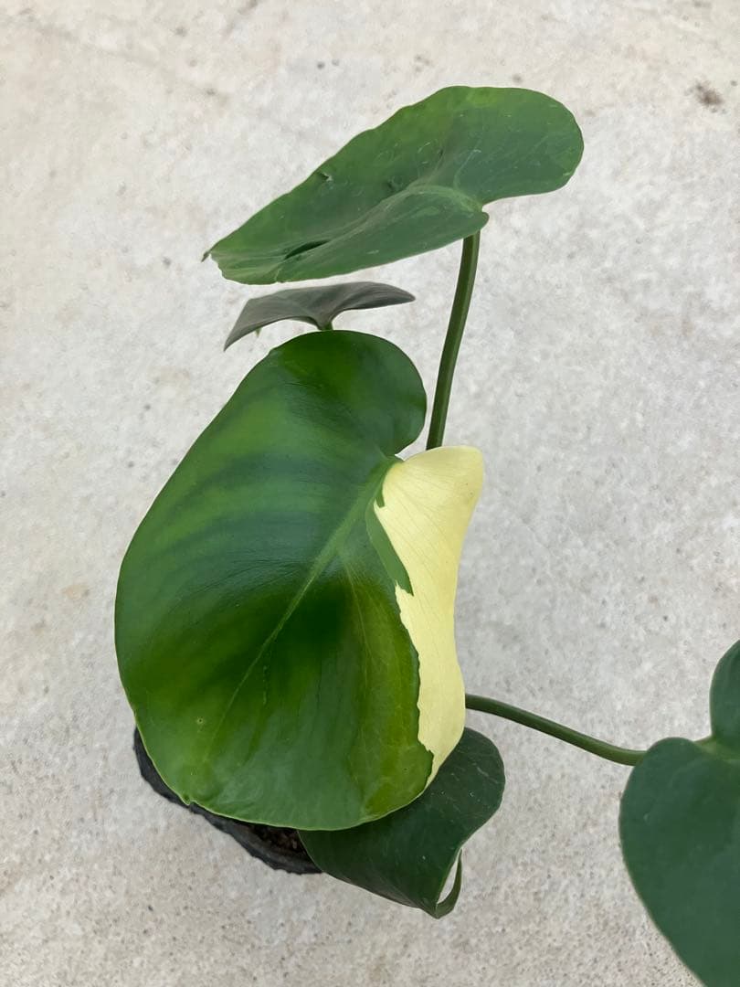 モンステラ斑入り　デリシオーサ実生苗　10鉢セット