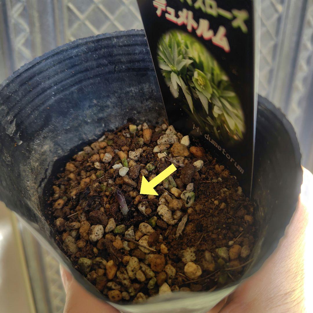 【原種】クリスマスローズ４種類５ポット