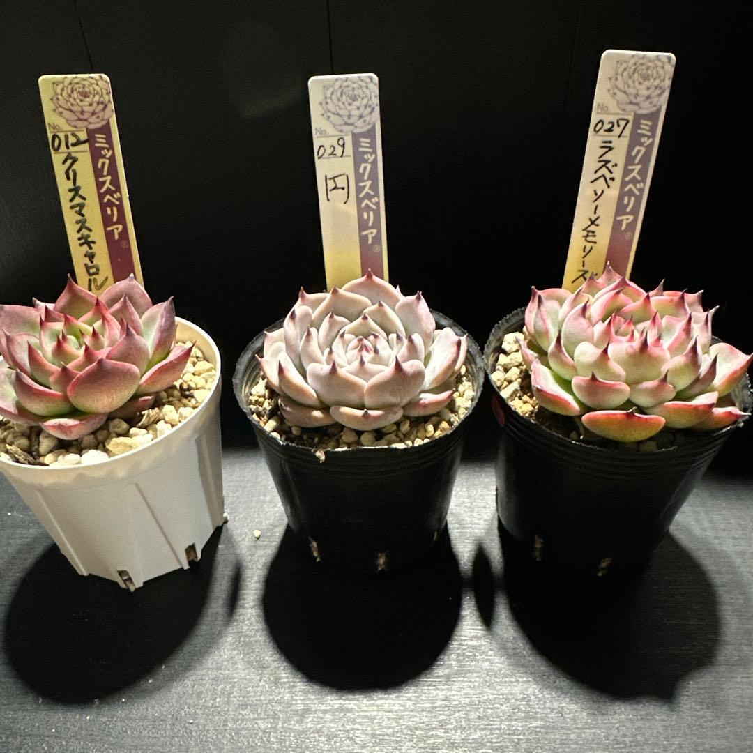 ゆ*ま様 おらいさん苗10点セット　まだまだ成長お楽しみに♡札なし