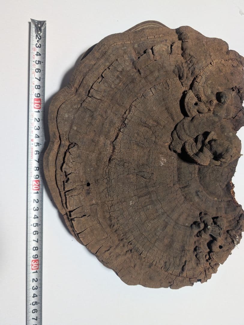 サルノコシカケ（キノコ類）