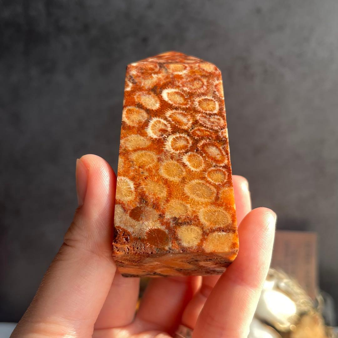 フォッシル コーラル 天然カラー ポイント