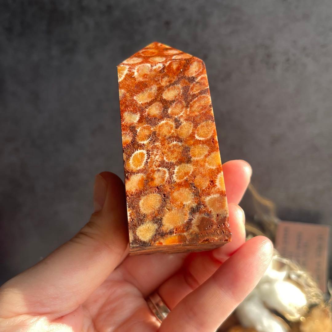 フォッシル コーラル 天然カラー ポイント