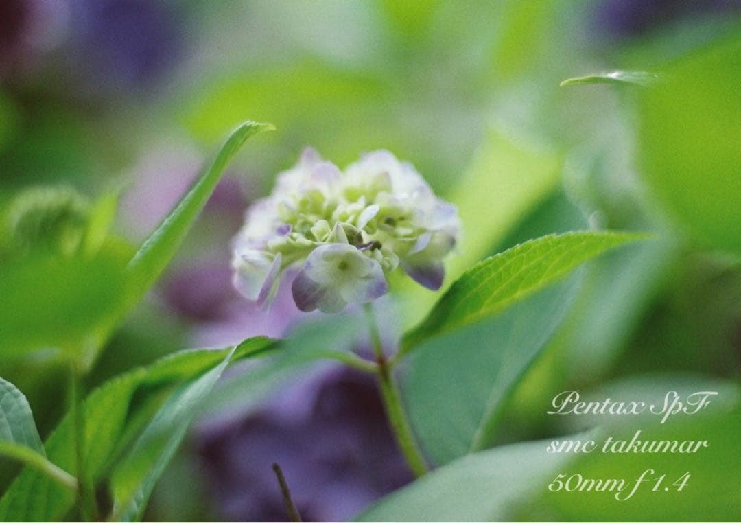 pentax spf（ブラック&ホワイト）本革外装★f1.4＊完動品＊初期保証