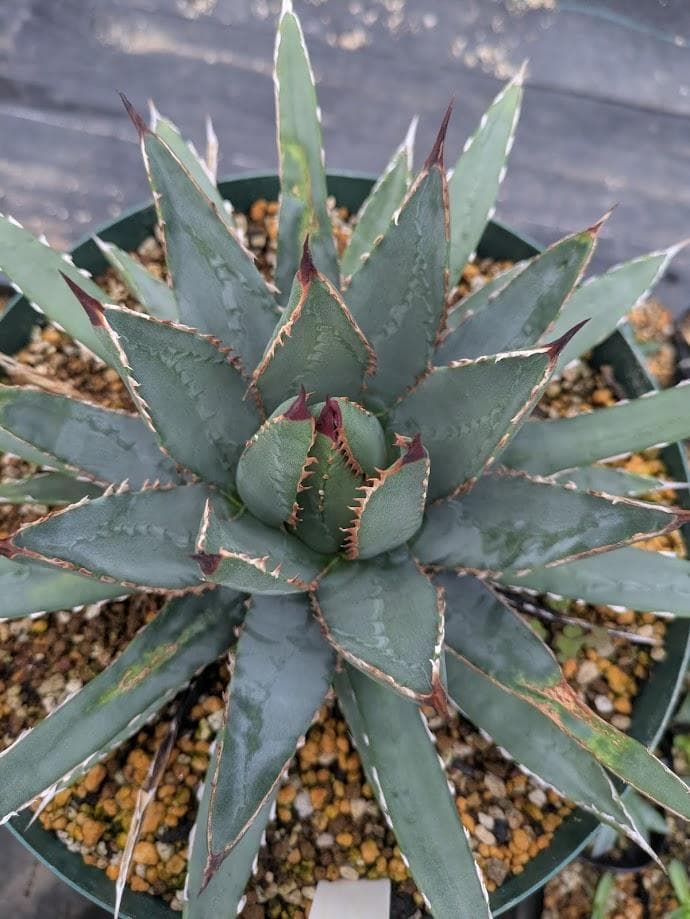 C3 アガベ　ユタエンシスx笹の雪　ハイブリッド　交配種