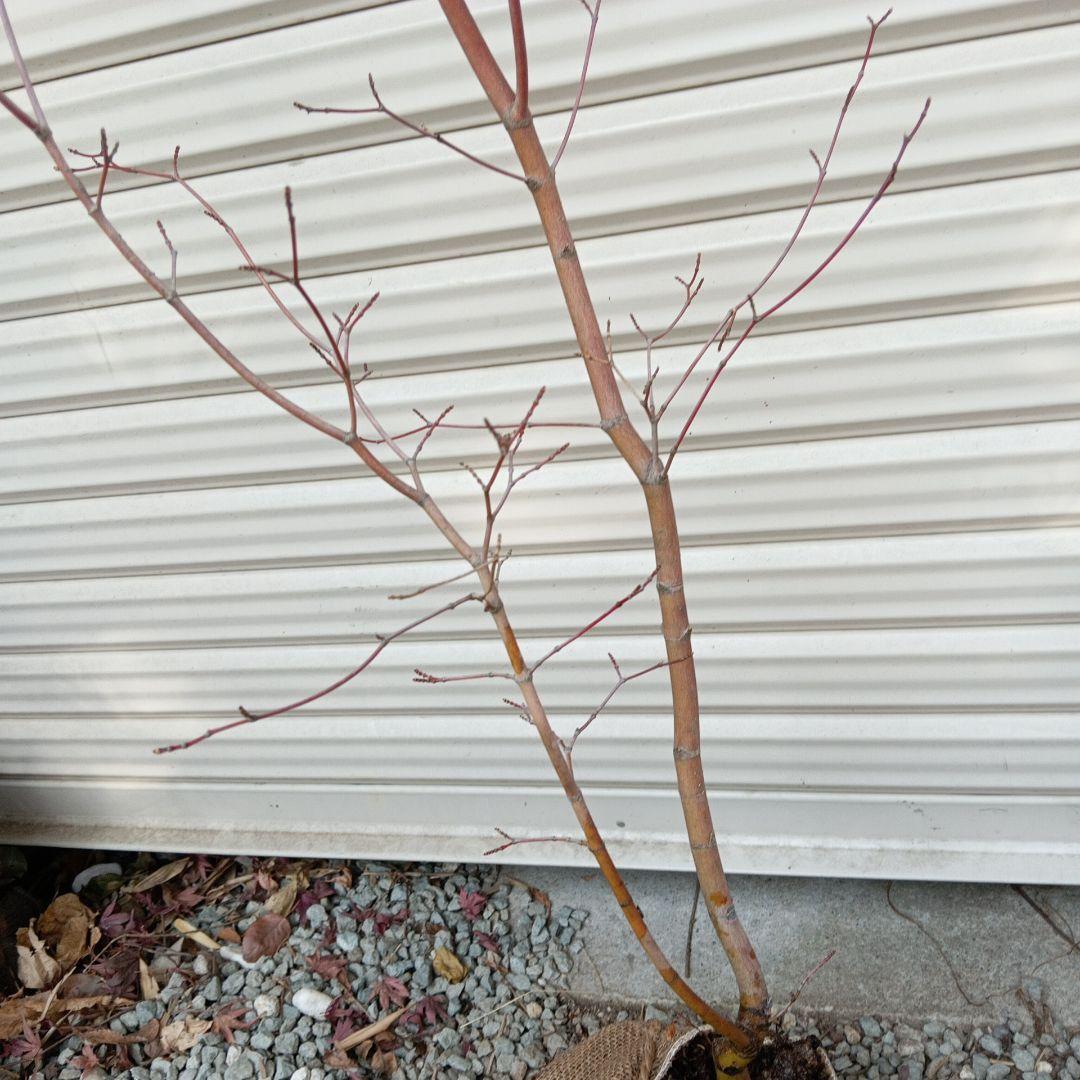 コハウチワカエデ　山採り　⑥