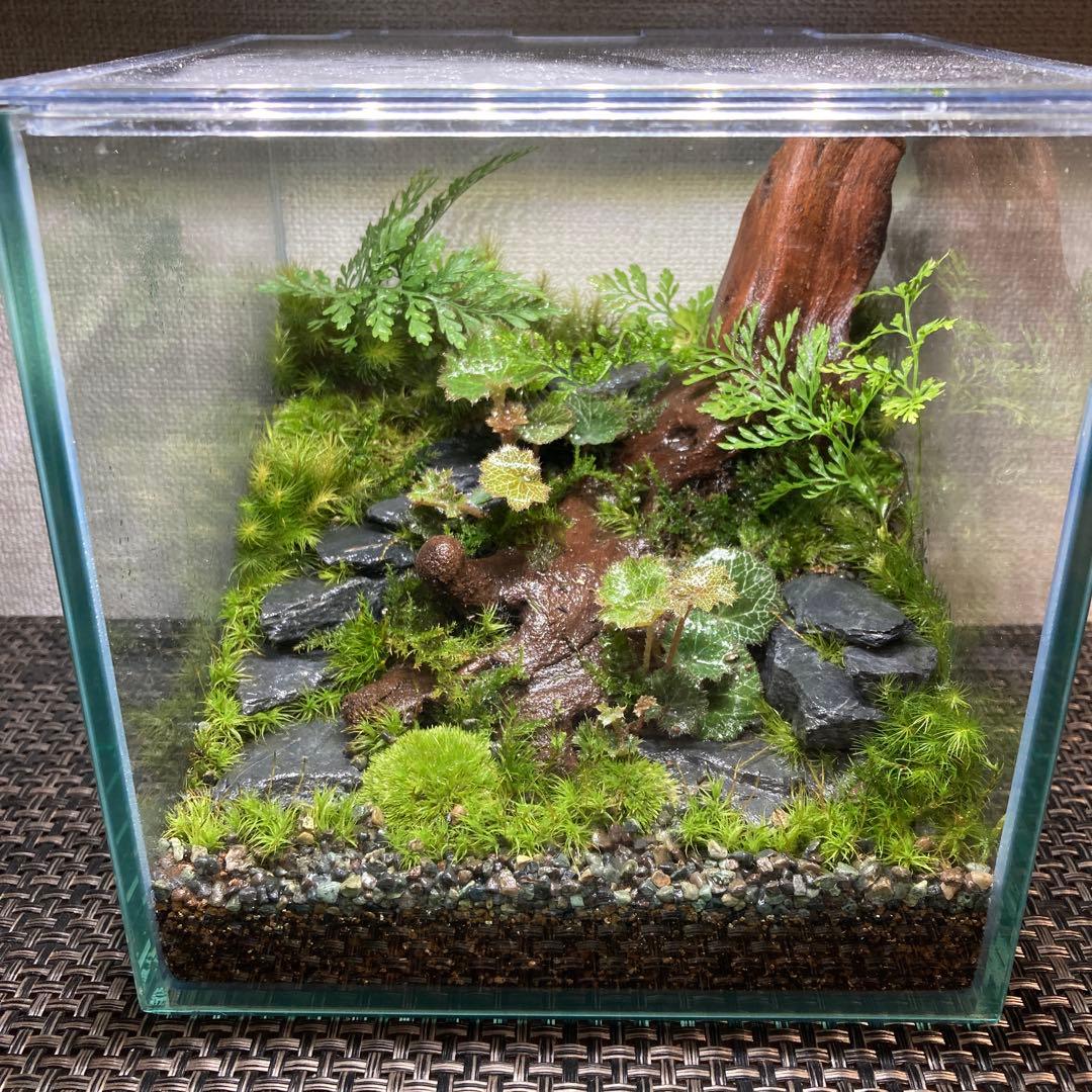 苔テラリウム　コレクション2