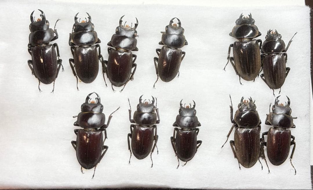 ★野外品★トクノシマコクワセット