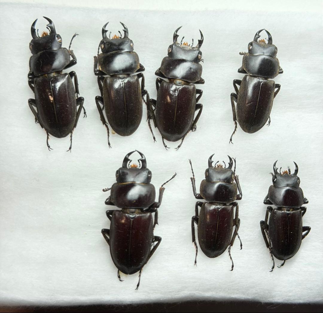 ★野外品★トクノシマコクワセット