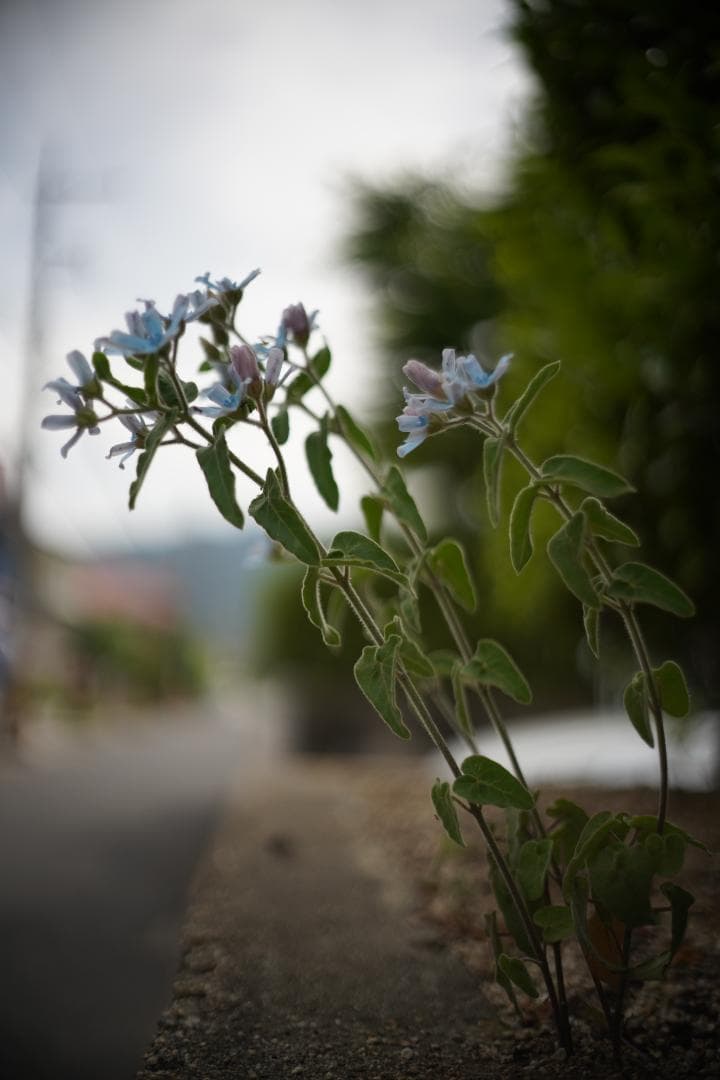Olympus F.Zuiko Auto-S 38mm F1.8 TTLモデル