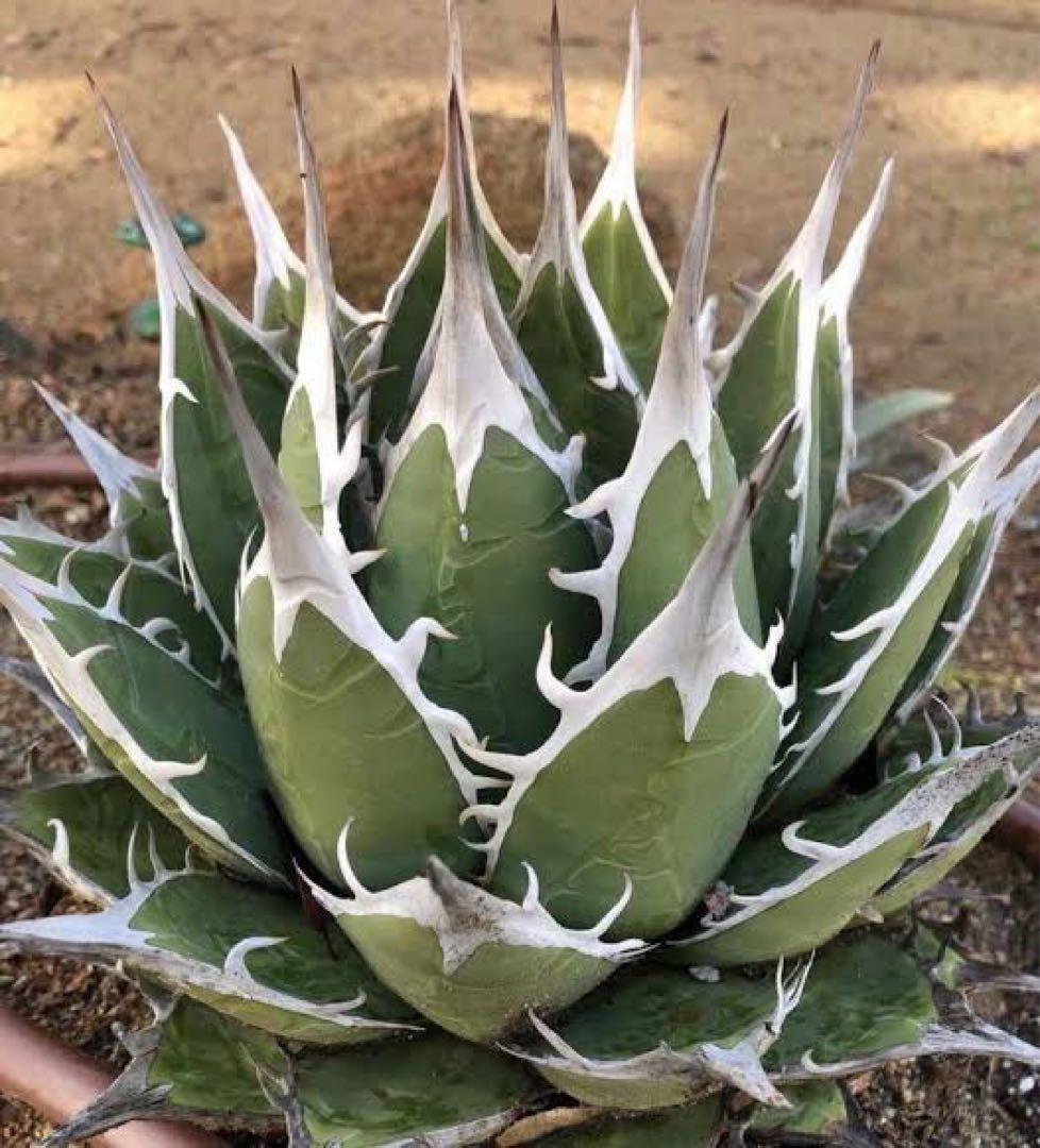 【希少株】Agave “X” アガベ エックス/ホワイトファング 子株