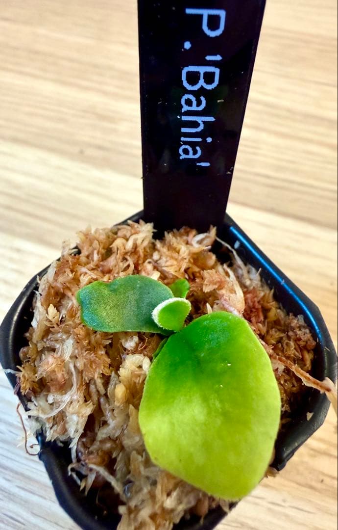 ビカクシダ　セット　OMG　マダガスカリエンセ　リドレイドワーフなど