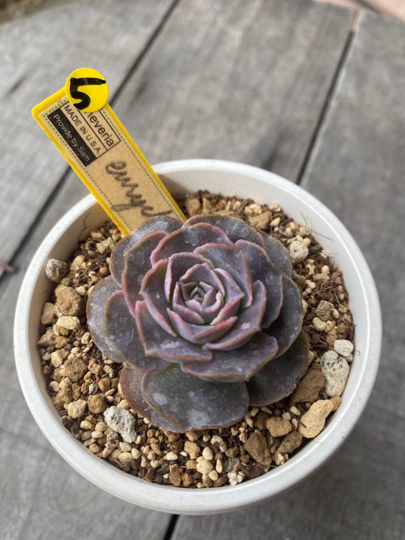 ⑤ 希少丸葉タイプ　エリキュラミス