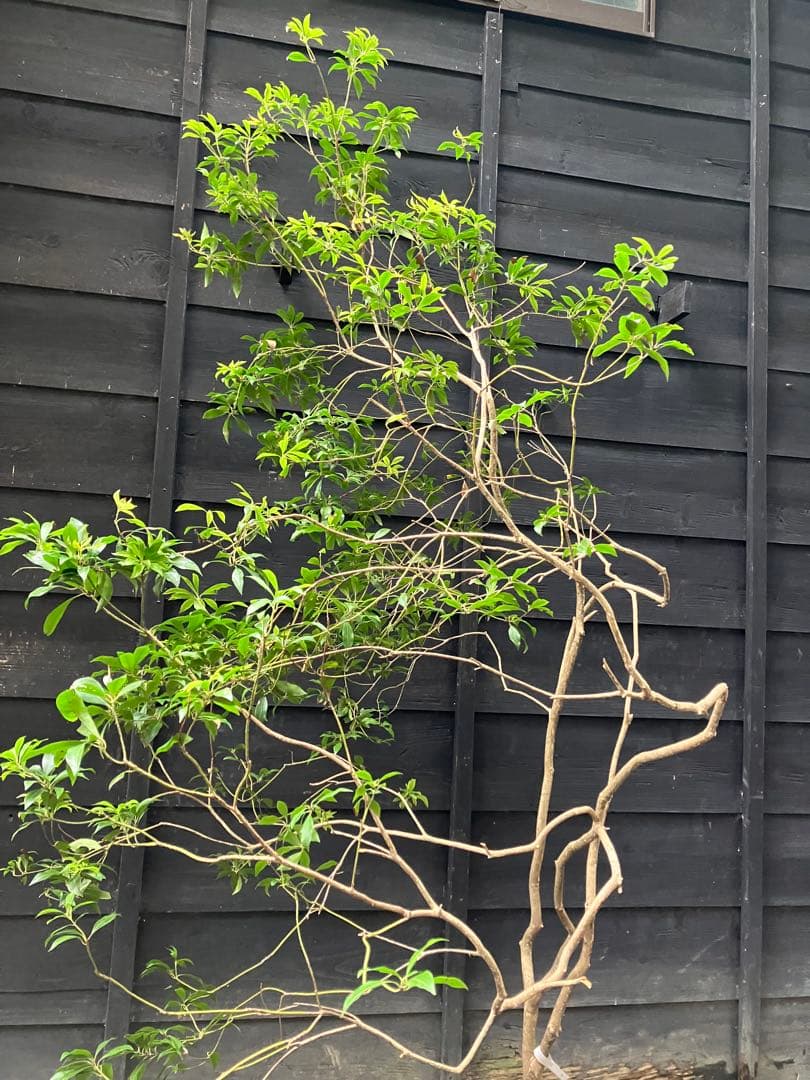 7 山採り　アセビ